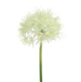 Floristik24 Allium crèmewit L76cm