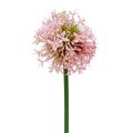 Floristik24 Allium kunstroze 51cm