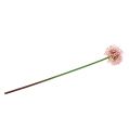 Floristik24 Allium kunstroze 51cm
