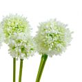 Floristik24 Allium 35cm wit 6st
