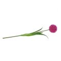 Floristik24 Allium 68cm roze-paars