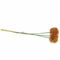 Floristik24 Sierui Allium kunstsinaasappel 70cm 3st