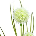 Floristik24 Allium creme met gras 65cm 3st