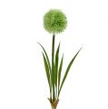 Floristik24 Allium groen L37.5cm 4st