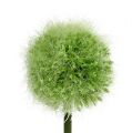 Floristik24 Allium groen L37.5cm 4st