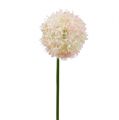 Floristik24 Allium creme-roze Ø15cm L70cm