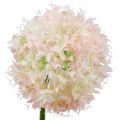 Floristik24 Allium creme-roze Ø15cm L70cm