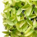 Floristik24 Sierui Allium, zijden bloem, kunstbal prei groen Ø20cm L72cm