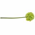 Floristik24 Sierui Allium, zijden bloem, kunstbal prei groen Ø20cm L72cm