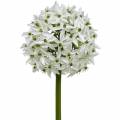 Floristik24 Sierbloem Allium, kunstbal prei, sierui wit Ø20cm L72cm
