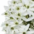 Floristik24 Sierbloem Allium, kunstbal prei, sierui wit Ø20cm L72cm