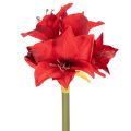 Floristik24 Kunstmatige rode amaryllisbloem met steel, bloemversiering voor Kerstmis, 50 cm