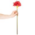 Kunstmatige rode amaryllisbloem met steel, bloemversiering voor Kerstmis, 50 cm | Floristik24.nl