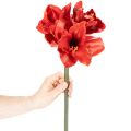 Kunstmatige amaryllisbloem, rood, lange steel, voor vaas en bloemstuk, 77 cm | Floristik24.nl