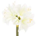Floristik24 Kunstmatige amaryllisbloem, wit, met steel, advent en kerst, 50 cm