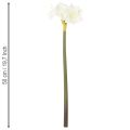 Kunstmatige amaryllisbloem, wit, met steel, advent en kerst, 50 cm | Floristik24.nl