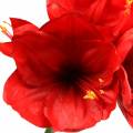 Floristik24 Amaryllis rood 75cm