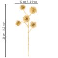 Kunstmatige barnsteenfruitboomtak, gouden versiering, 26 cm, bundel van 6 | Floristik24.nl