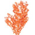 Floristik24 Gedroogde aspergebloemen, tak, sierasperge, geverfd, 65 cm, 80 g