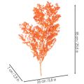 Gedroogde aspergebloemen, tak, sierasperge, geverfd, 65 cm, 80 g | Floristik24.nl