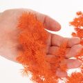 Gedroogde aspergebloemen, tak,