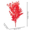 Bosje gedroogde asperges voor bloemstukken, 65 cm, 80 g | Floristik24.nl