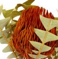 Floristik24 Banksia Baxterii Oranje 8st