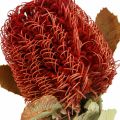 Floristik24 Banksia Baxteri Exotische Banksia Droogbloemen Rood 10st