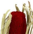 Floristik24 Banksia Hookerana rood 7st