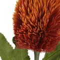 Kunstbloem Banksia Oranje Herfstdecoratie Begrafenisbloemen 64cm