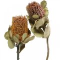 Floristik24 Banksia coccinea gedroogde bloemen natuur 10st