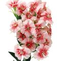 Floristik24 Baardanjer kunstanjer Perzik Roze 52cm