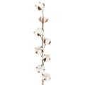 Floristik24 Kunstmatige katoentak met 8 echte bloemen, 78 cm