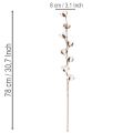 Kunstmatige katoentak met 8 echte bloemen, 78 cm | Floristik24.nl