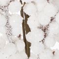 Kunstmatige winterdecoratie van een tak met bessen en dennenappels, 60 cm. | Floristik24.nl