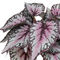 Floristik24 Begonia kunstplant Bordeaux 37cm
