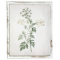 Floristik24 Vintage wanddecoratie, foto met lijst houtgedroogde plant 40×50cm