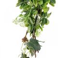 Floristik24 Bladslinger deco slinger kunstplant groen 180cm
