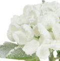 Floristik24 Hortensia wit gesneeuwd 33cm 4st
