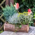 Floristik24 Bloembak, houten kist met schors, plantenpot met handvatten 38cm
