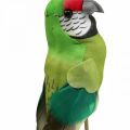 Floristik24 Bloemplug vogel, deco papegaai groen 23×4,5×5,5cm 6st