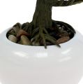 Floristik24 Bonsai boom in een pot 19cm 1pc