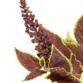 Kunstmatige coleus met rode bladeren, kunstplant, 20 cm | Floristik24.nl