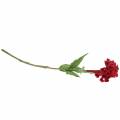 Floristik24 Celosia cristata hanekam rood 72cm