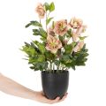 Kunstmatige Helleborus in pot, kerstroos, voor huisdecoratie, 50 cm | Floristik24.nl