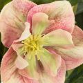 Kunstmatige Helleborus in pot, kerstroos, voor huisdecoratie, 50 cm | Floristik24.nl