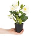 Kunstmatige kerstroos, potplant, tafeldecoratie, 34 cm | Floristik24.nl
