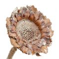 Floristik24 Coronata rozet 25st. Wit gewassen