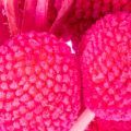 Bosje gedroogde Craspedia-bloemen voor bloemisten, 55 cm, 20 stuks | Floristik24.nl