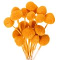 Floristik24 Boeket gedroogde Craspedia-bloemen, 55 cm, 20 stuks